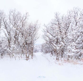 _Colorado-Snow-Trees